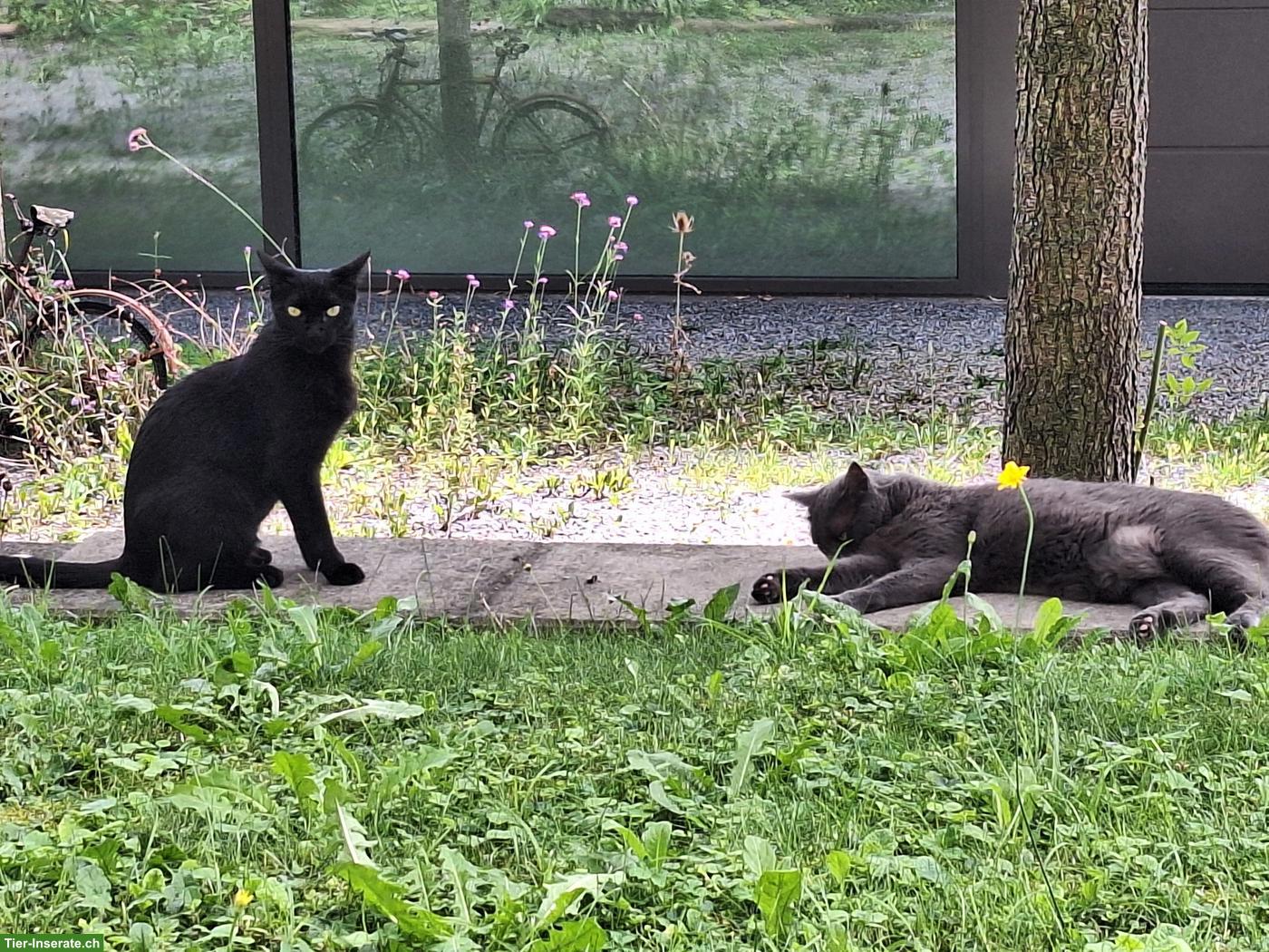 Liebevolle Katzenbetreuung in Luzern