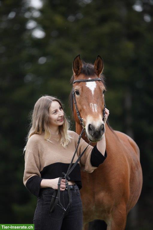 Bild 2: Ruhige und zuverlässige Tierbetreuung in Luzern