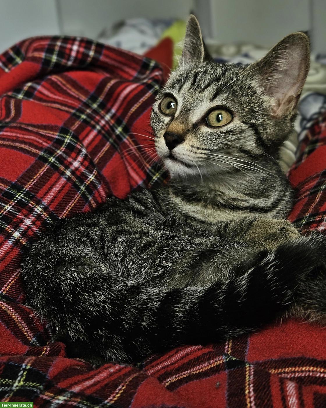 Junges Katzengeschwister Paar sucht Zuhause