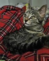 Junges Katzengeschwister Paar sucht Zuhause