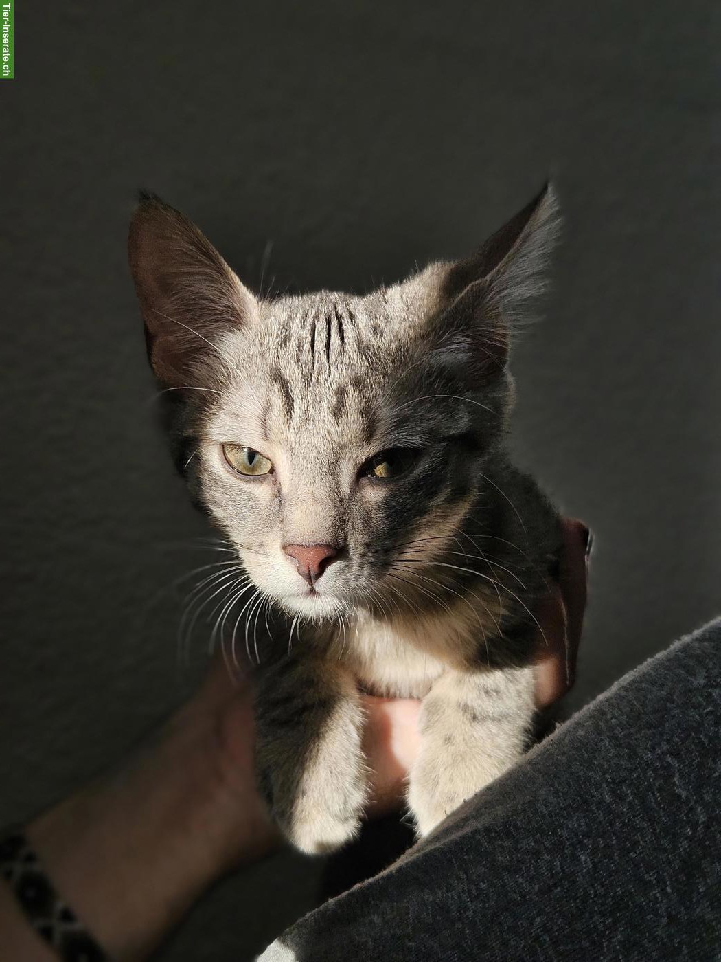 Bild 2: Junges Katzengeschwister Paar sucht Zuhause