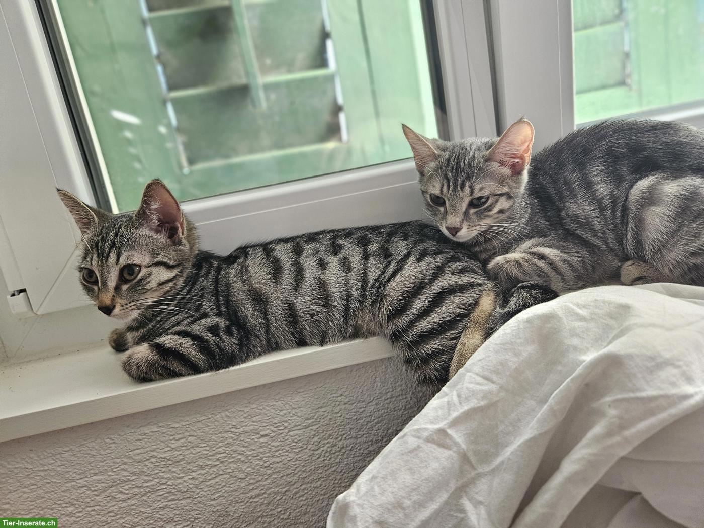 Bild 3: Junges Katzengeschwister Paar sucht Zuhause