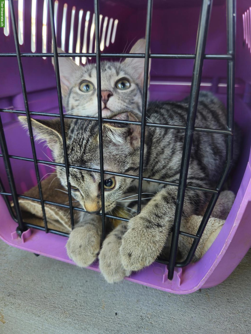 Bild 4: Junges Katzengeschwister Paar sucht Zuhause