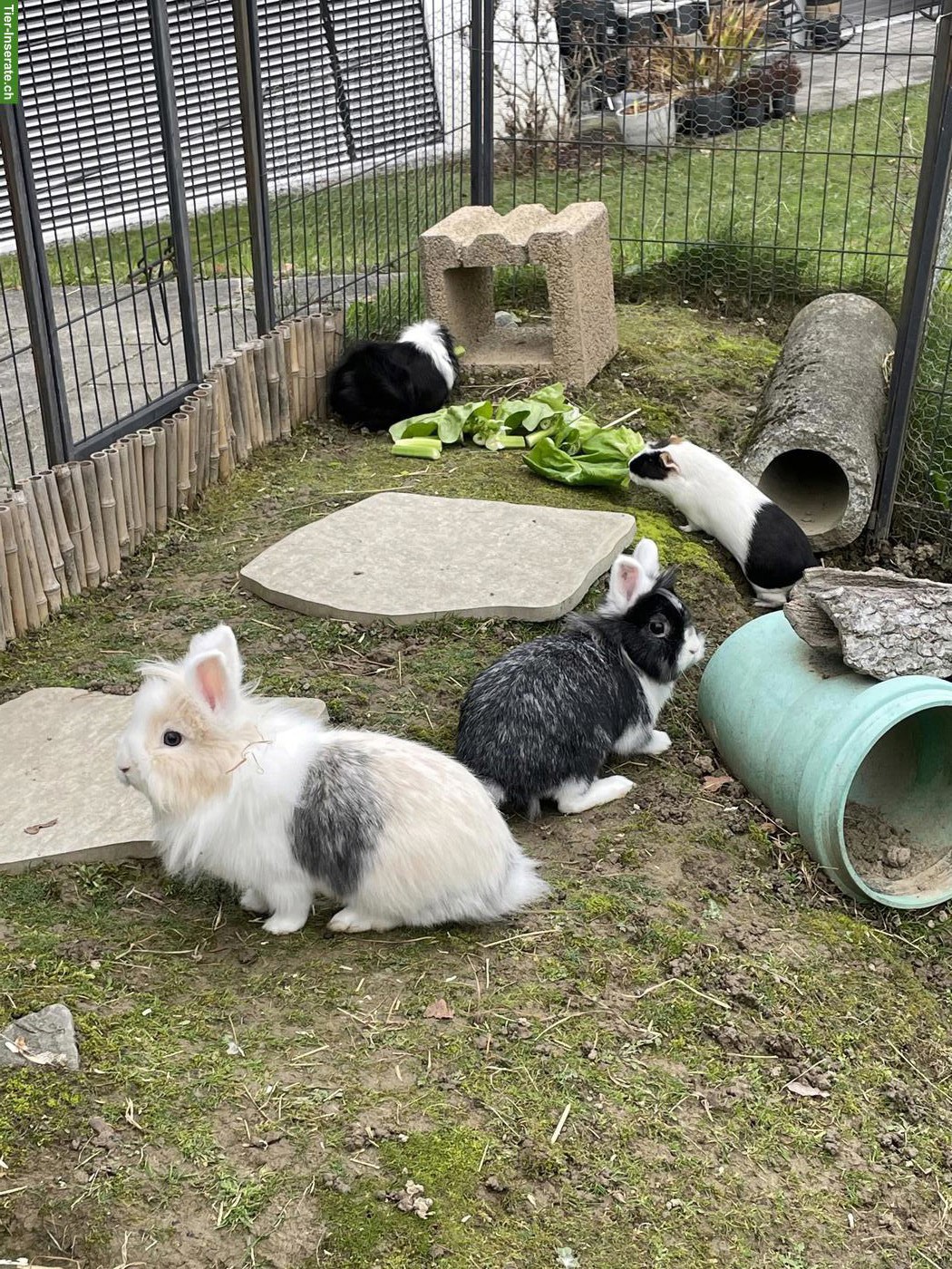 Kaninchen & Meerschweinchen mit raubtiersicherem Stall & Gehege