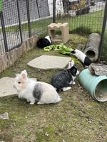 Kaninchen & Meerschweinchen mit raubtiersicherem Stall & Gehege