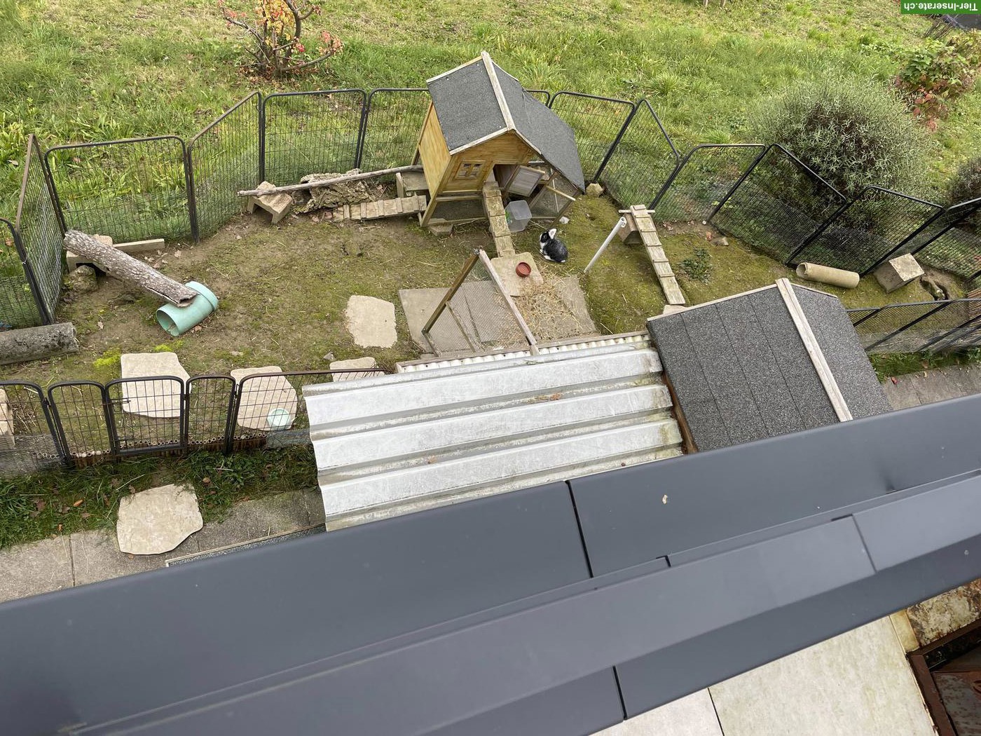 Bild 3: Kaninchen & Meerschweinchen mit raubtiersicherem Stall & Gehege