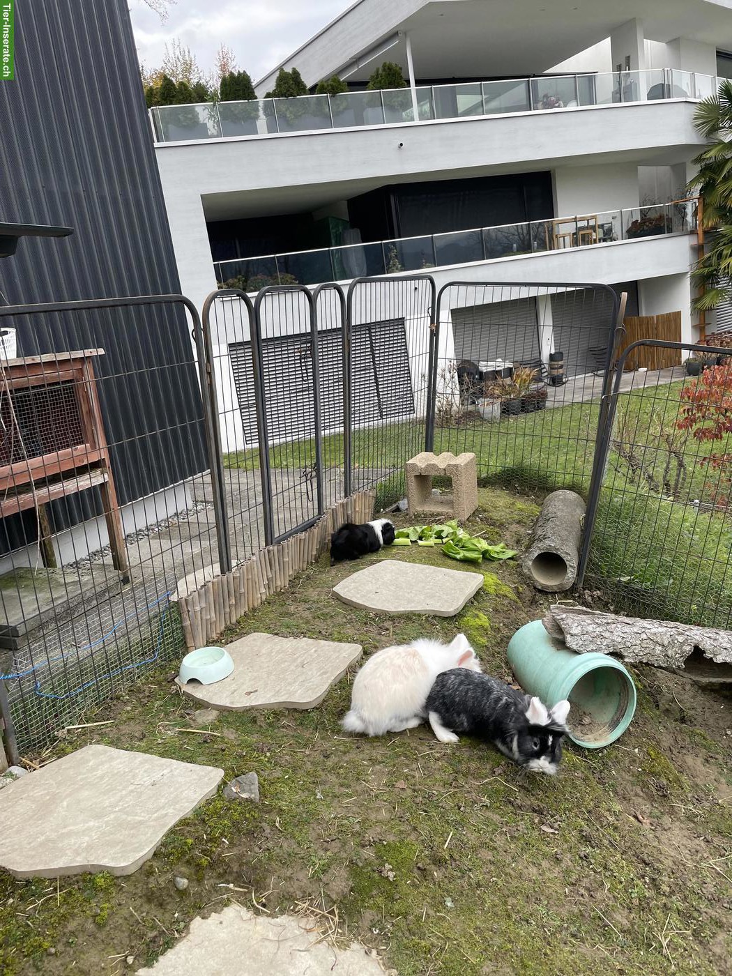 Bild 4: Kaninchen & Meerschweinchen mit raubtiersicherem Stall & Gehege