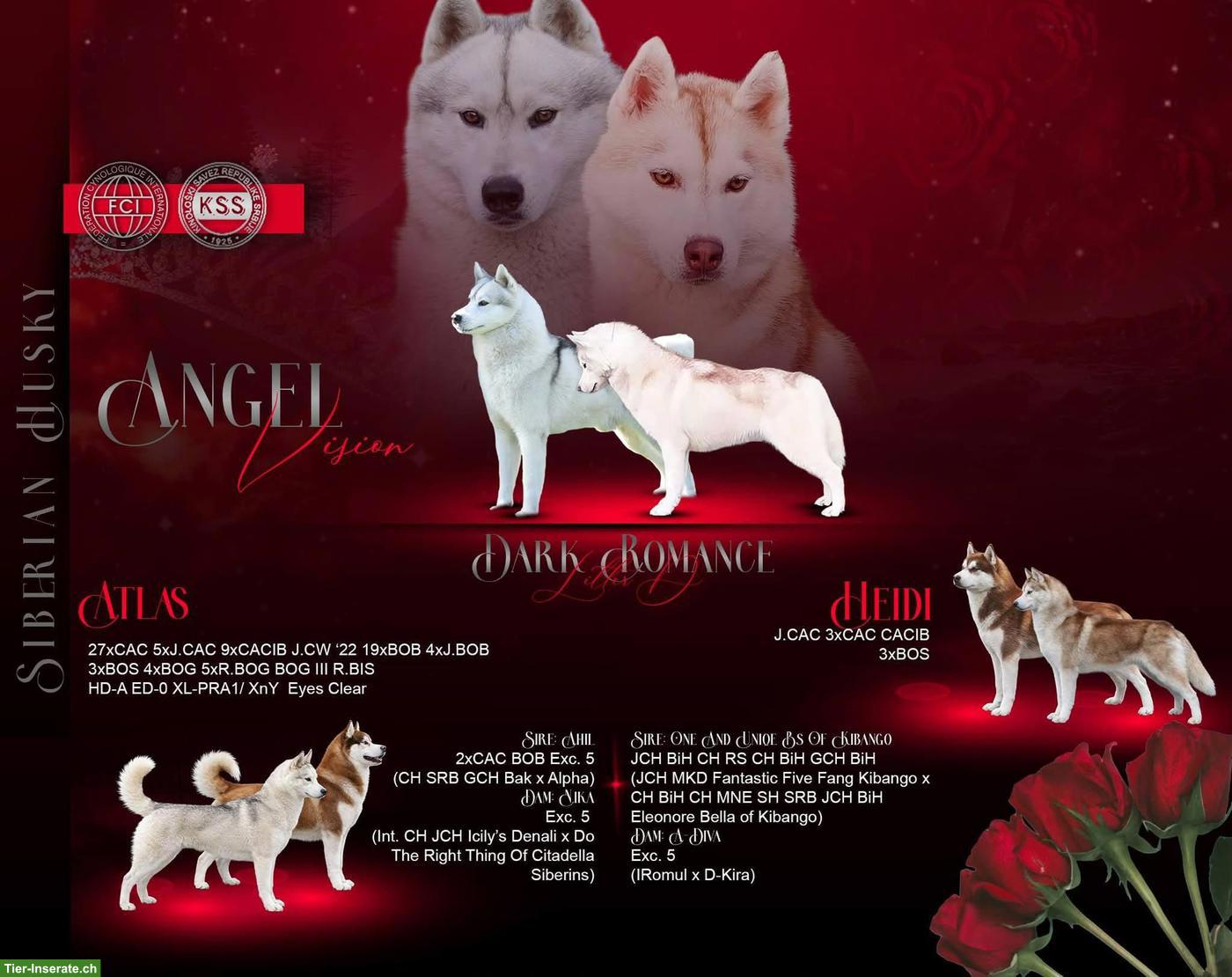 Sibirische Husky Welpen mit Champion-Abstammung