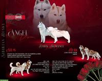 Sibirische Husky Welpen mit Champion-Abstammung
