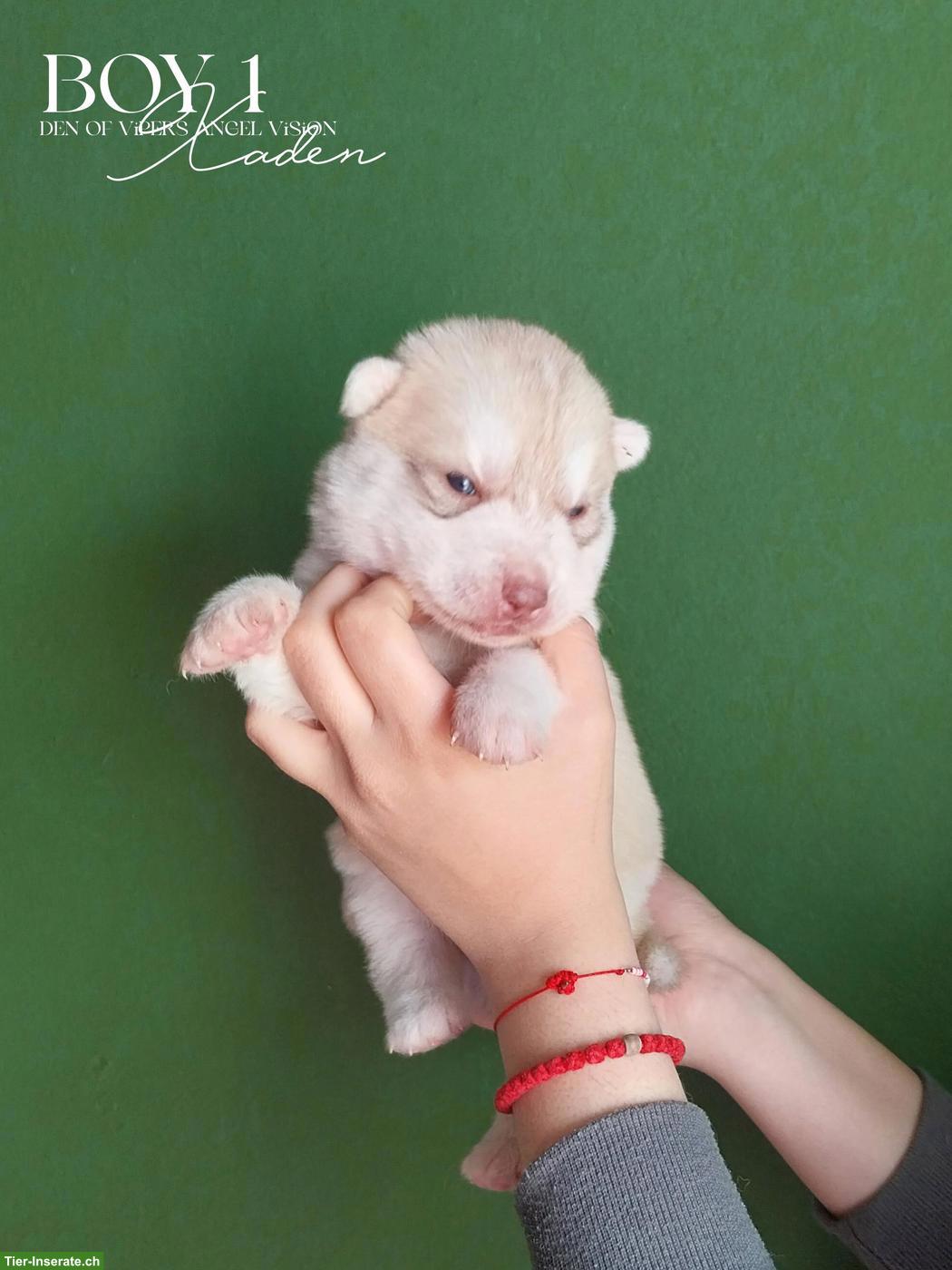 Bild 2: Sibirische Husky Welpen mit Champion-Abstammung