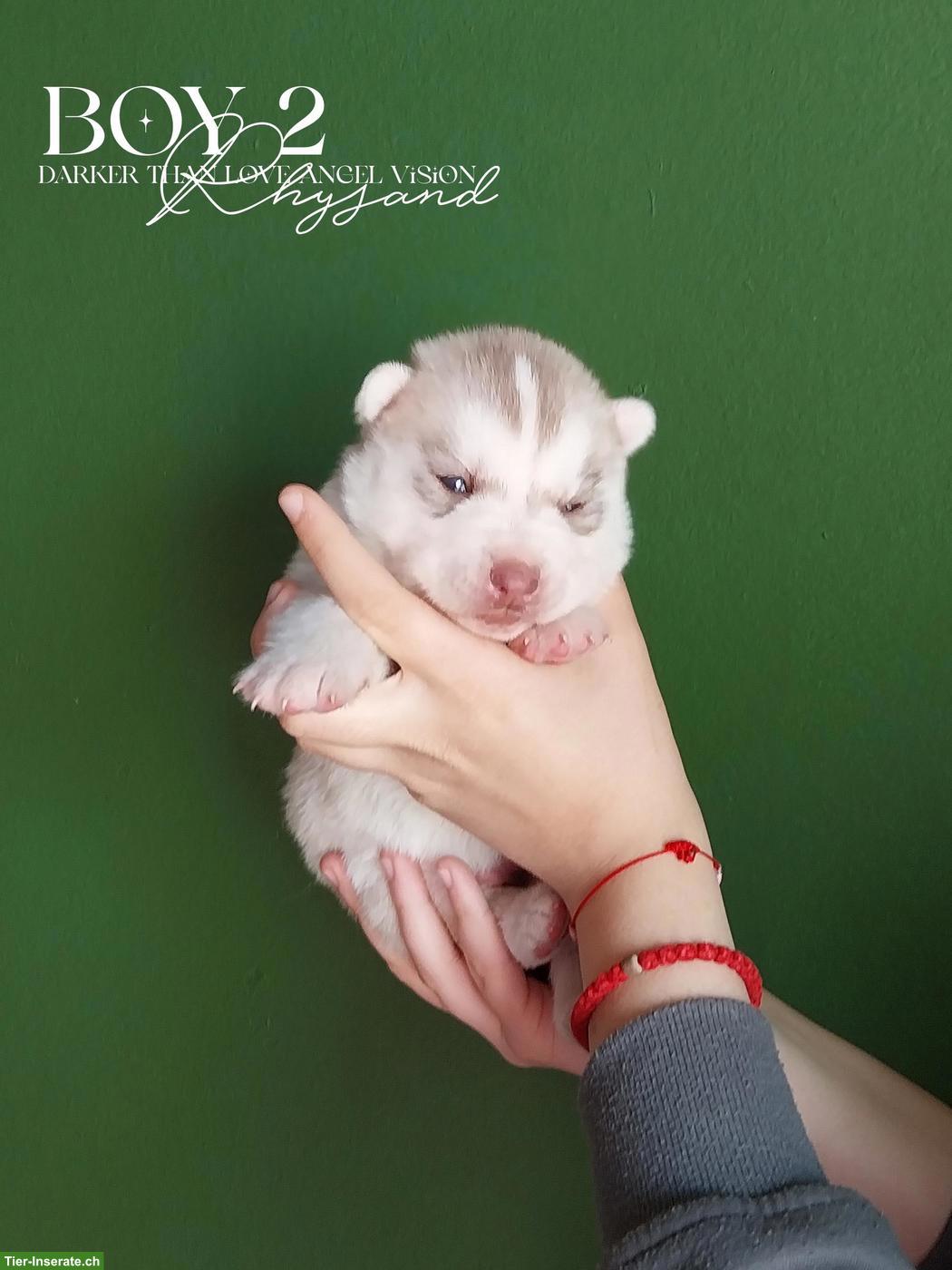 Bild 3: Sibirische Husky Welpen mit Champion-Abstammung