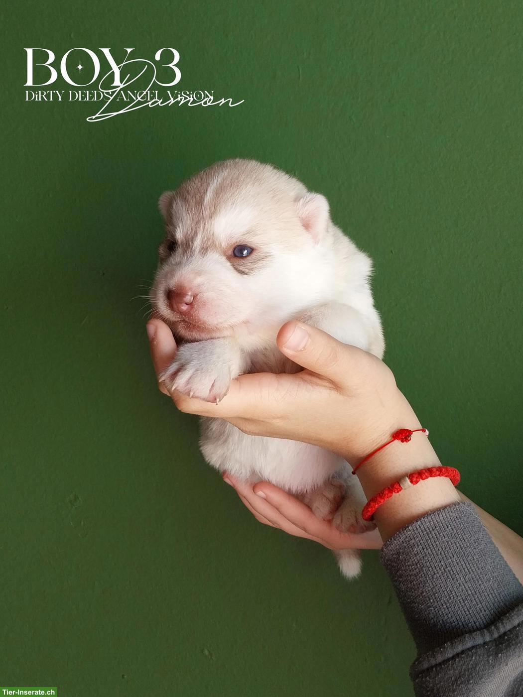 Bild 4: Sibirische Husky Welpen mit Champion-Abstammung