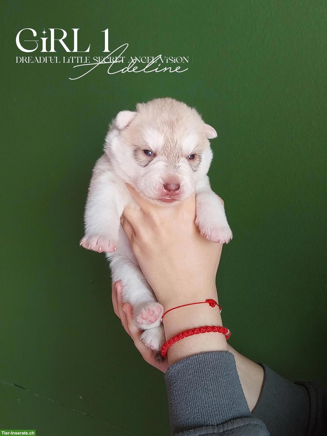 Bild 5: Sibirische Husky Welpen mit Champion-Abstammung