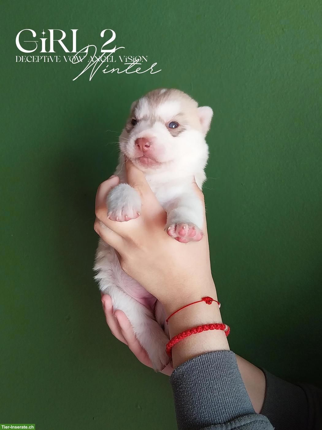 Bild 6: Sibirische Husky Welpen mit Champion-Abstammung