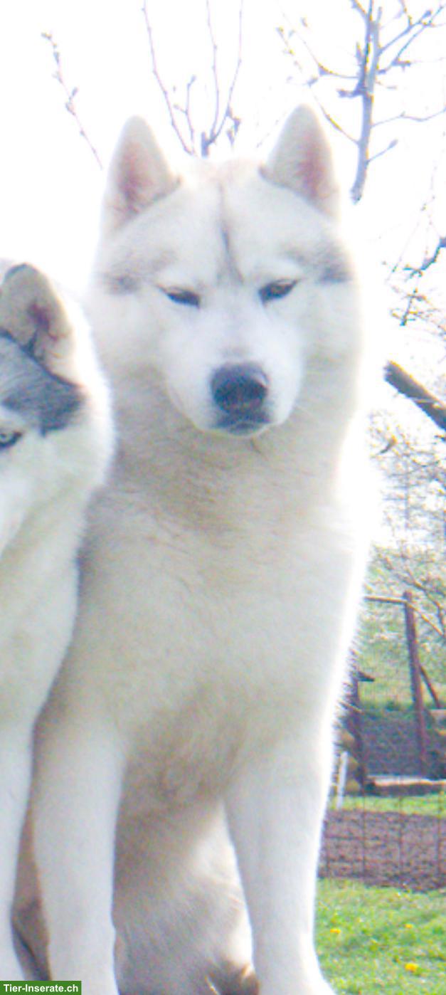 Bild 8: Sibirische Husky Welpen mit Champion-Abstammung
