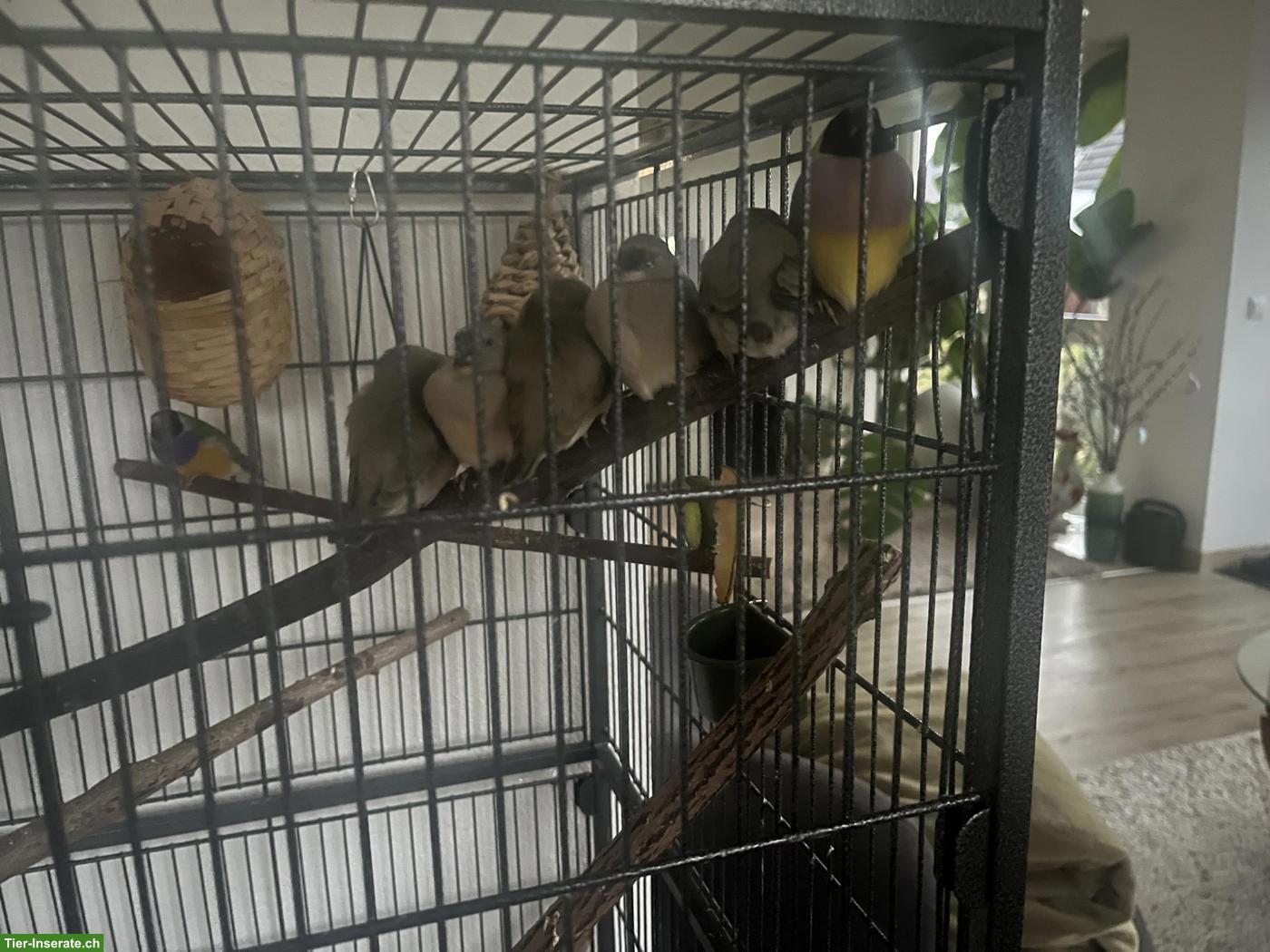 Junge Gouldamadine (2026) abzugeben