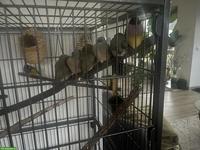 Junge Gouldamadine (2026) abzugeben