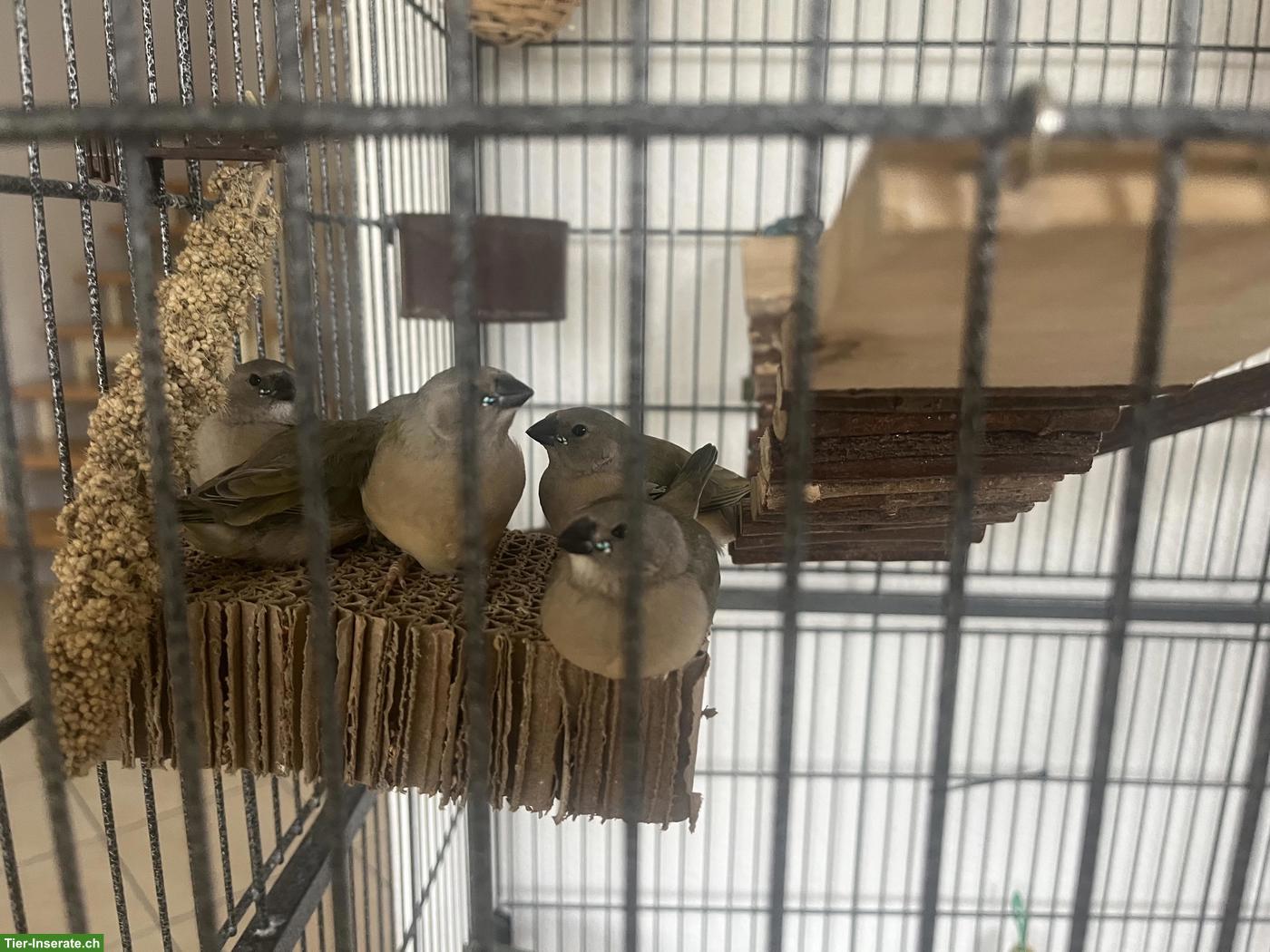 Bild 2: Junge Gouldamadine (2026) abzugeben