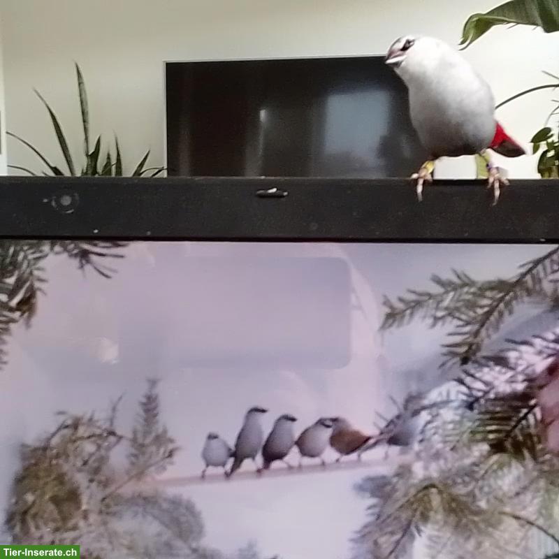 Schönbürzel Henne (Lavendelastrild) GESUCHT