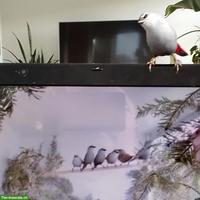 Schönbürzel Henne (Lavendelastrild) GESUCHT