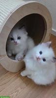 Wunderschöne Ragdoll Kitten abzugeben