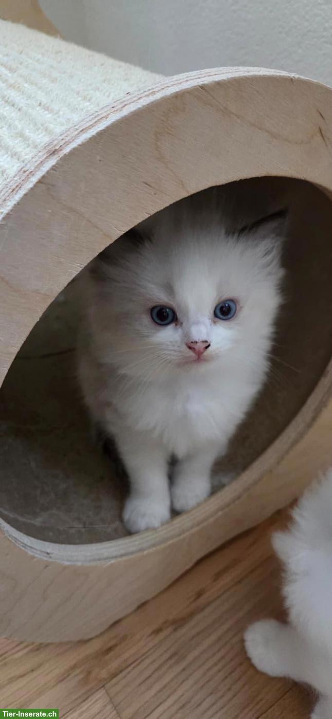 Bild 3: Wunderschöne Ragdoll Kitten abzugeben