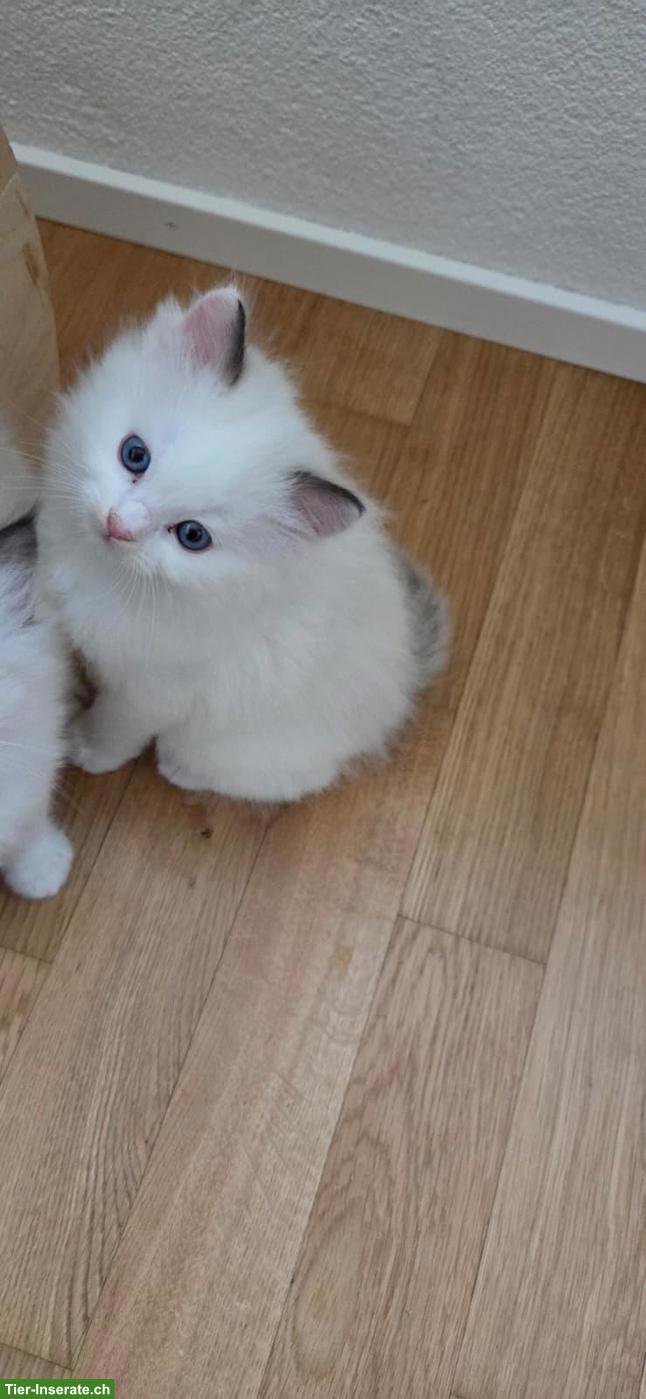 Bild 4: Wunderschöne Ragdoll Kitten abzugeben