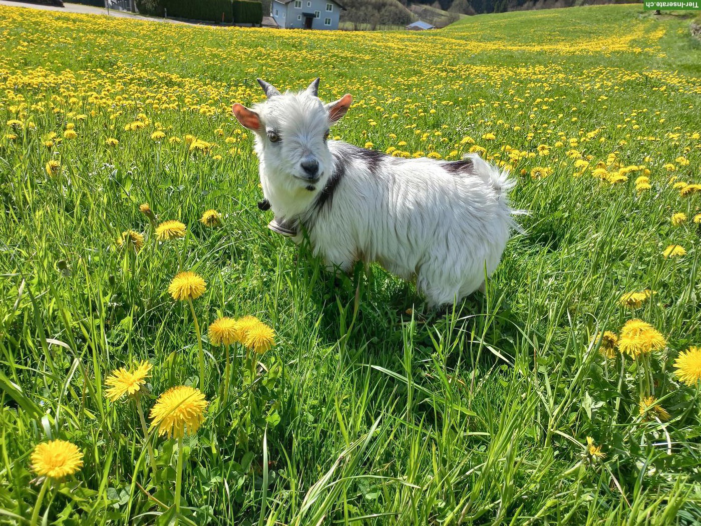 Junger Zwergziegen Bock zu verkaufen