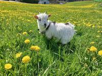 Junger Zwergziegen Bock zu verkaufen