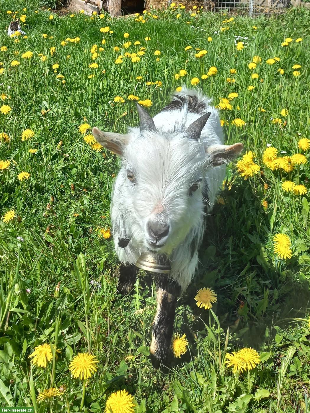 Bild 2: Junger Zwergziegen Bock zu verkaufen