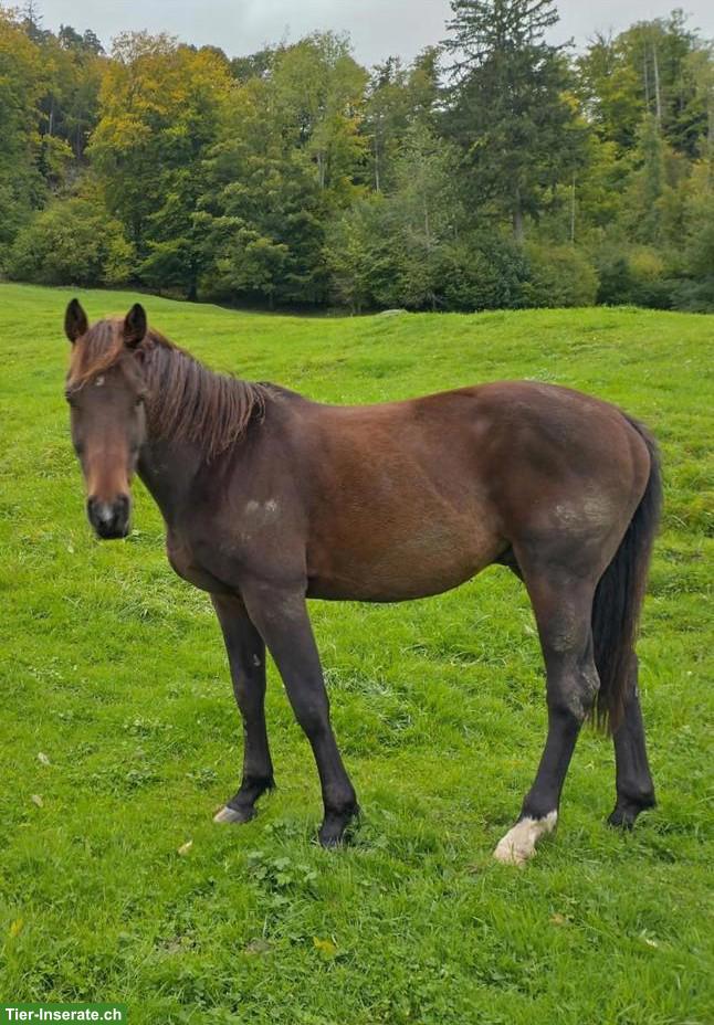 Reitbeteiligung für Oldenburger Wallach in Holderbank SO