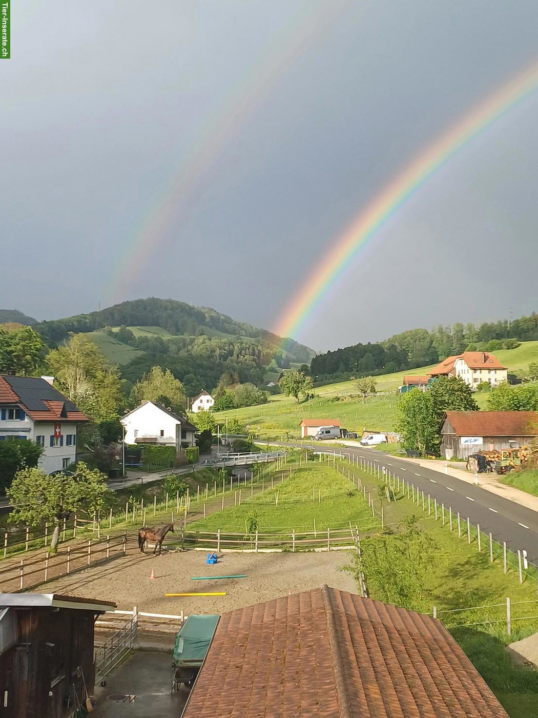 Bild 2: Reitbeteiligung für Oldenburger Wallach in Holderbank SO