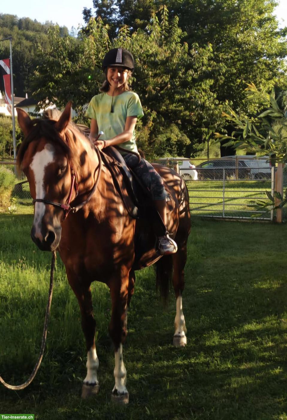 Reitunterricht für Kinder auf Freibergerstute
