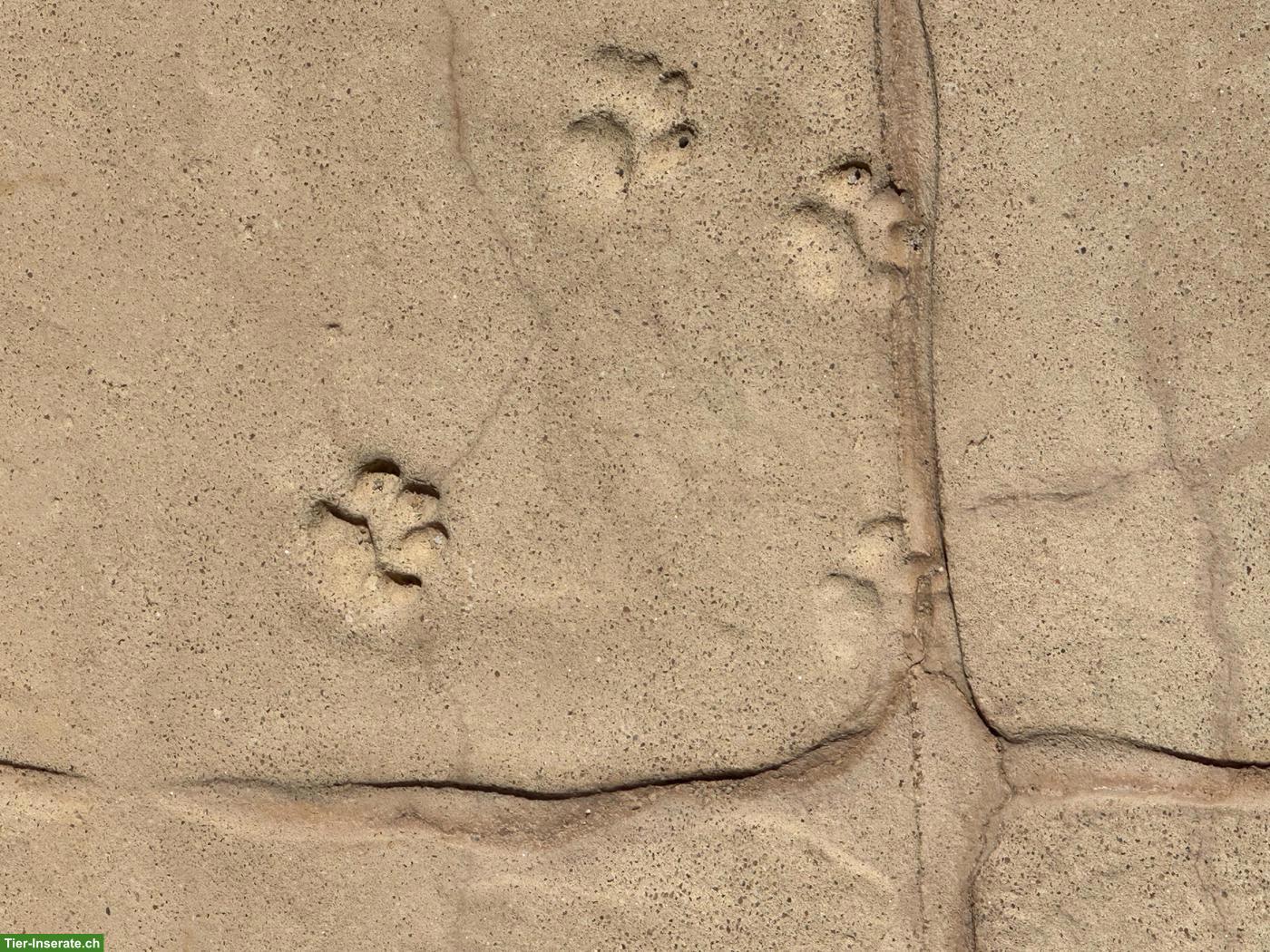 Zwergpinscher / Prager Rattler / kleiner Hund GESUCHT