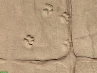 Zwergpinscher / Prager Rattler / kleiner Hund GESUCHT