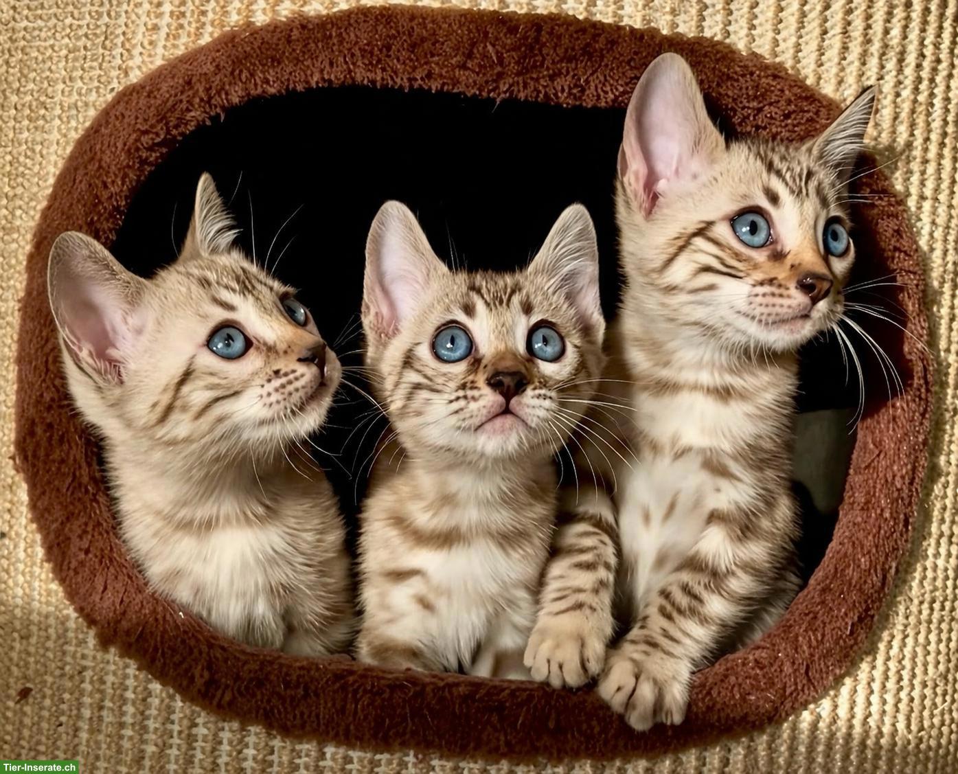 Zahme reinrassige Bengal Kitten mit Stammbaum