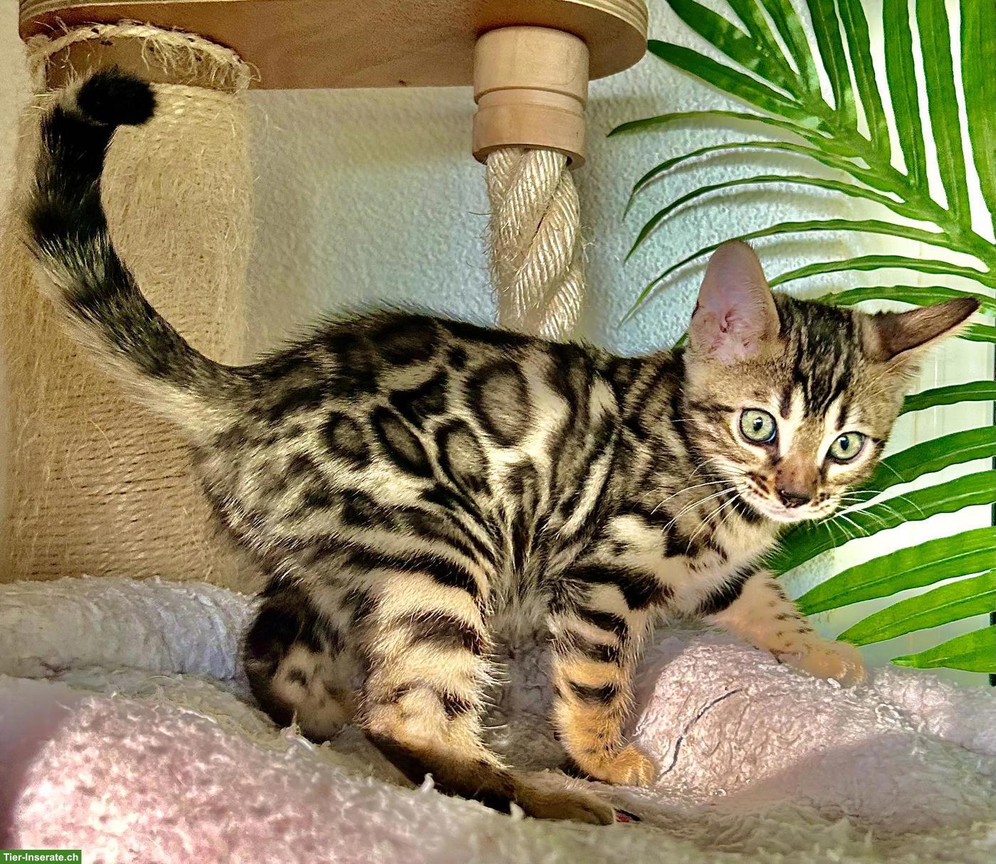 Bild 2: Zahme reinrassige Bengal Kitten mit Stammbaum