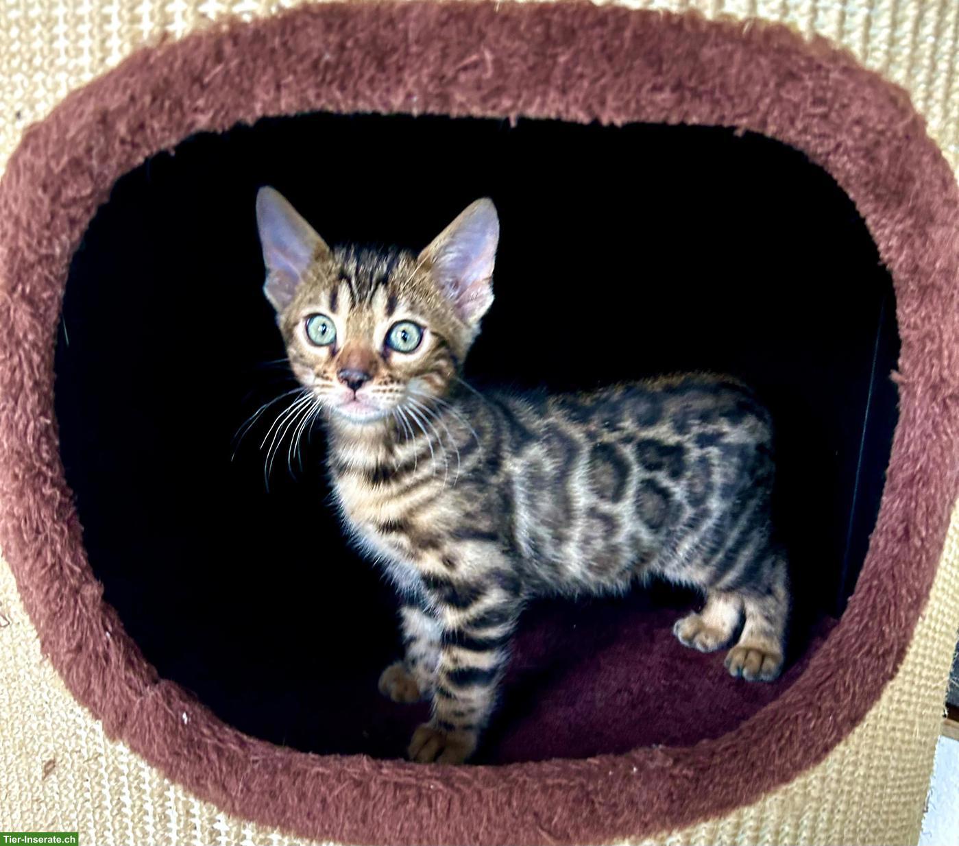 Bild 3: Zahme reinrassige Bengal Kitten mit Stammbaum