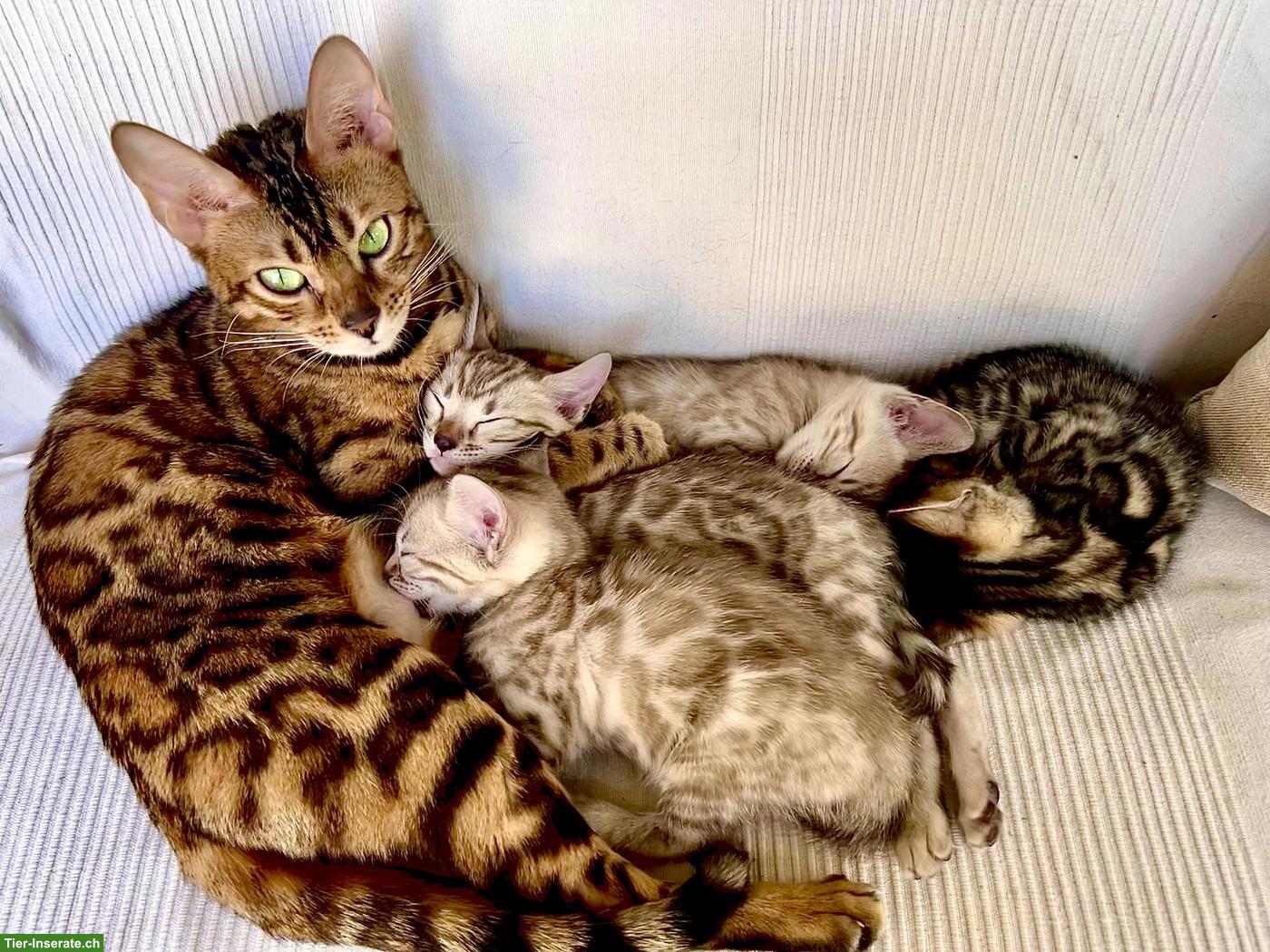 Bild 4: Zahme reinrassige Bengal Kitten mit Stammbaum