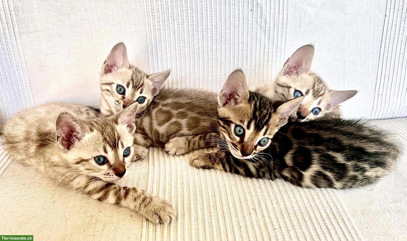 Bild 5: Zahme reinrassige Bengal Kitten mit Stammbaum