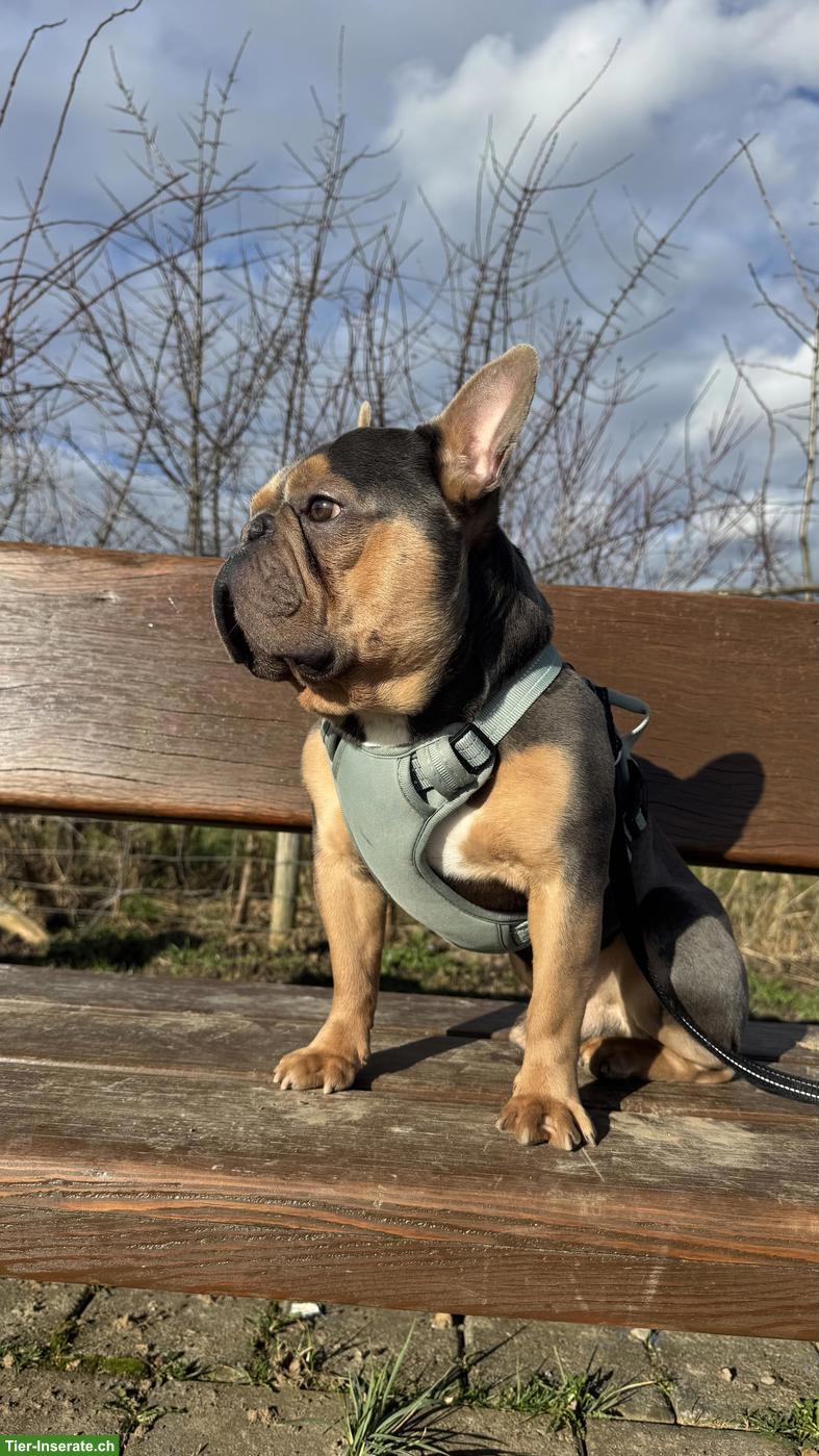 Französische Bulldogge, männlich, ca. 3-jährig