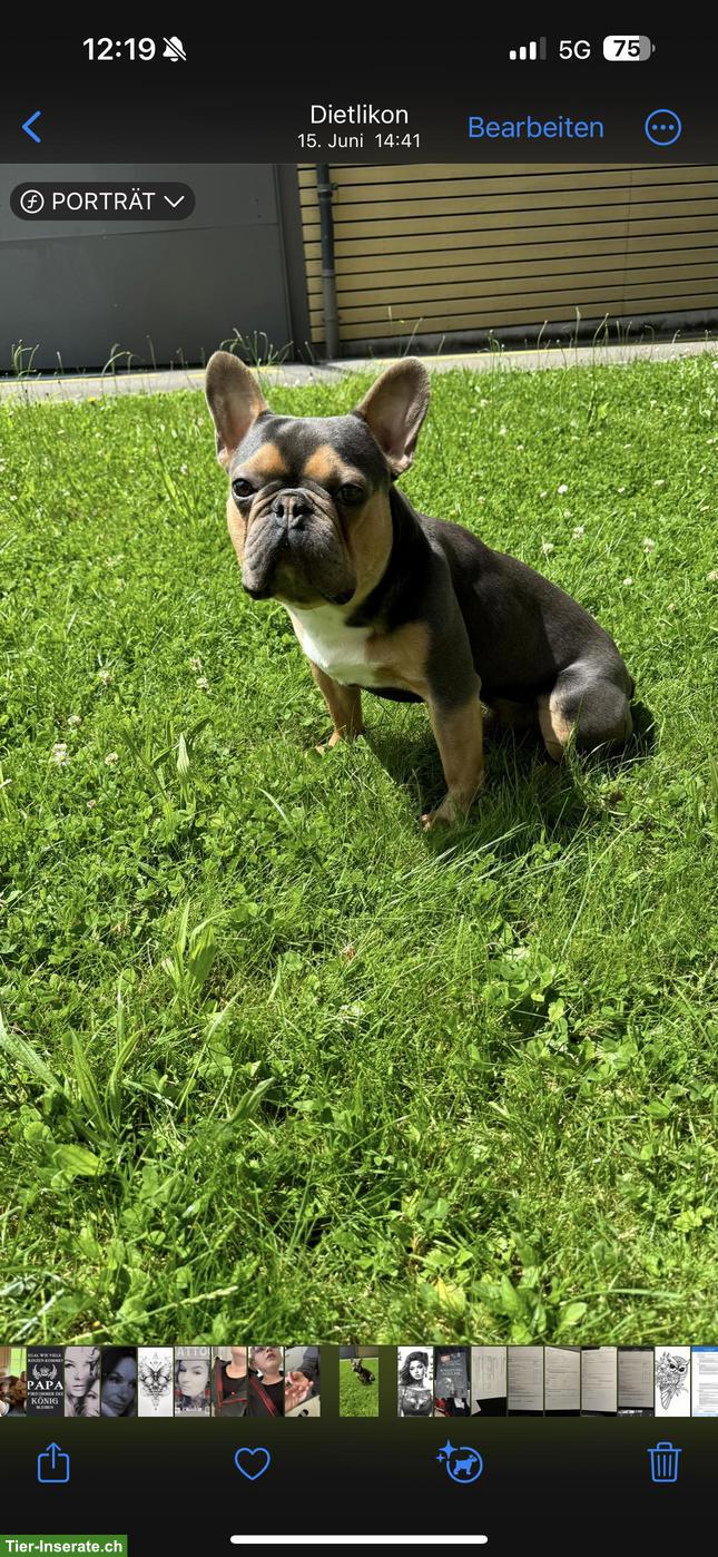 Bild 2: Französische Bulldogge, männlich, ca. 3-jährig