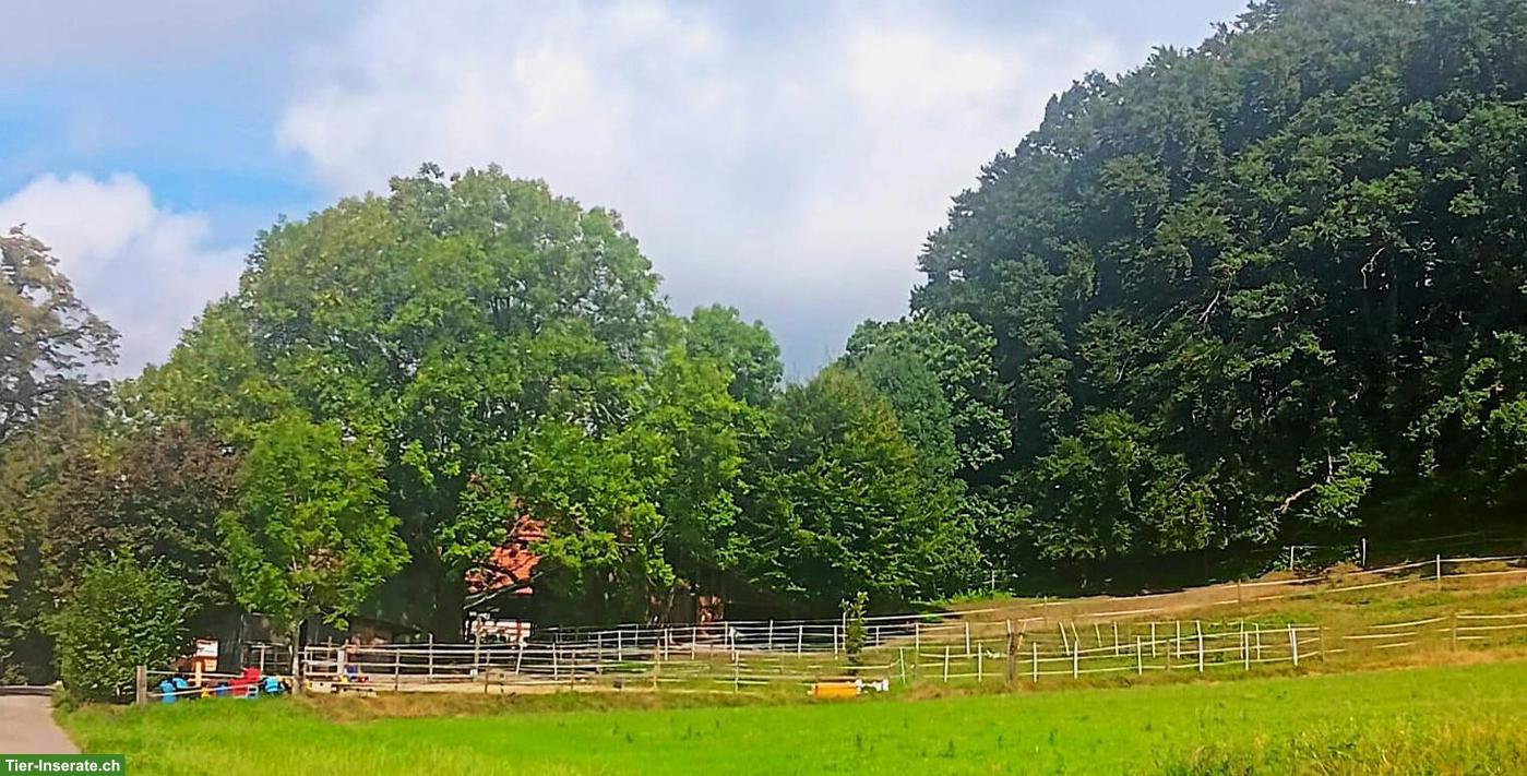 Selbstversorgerstall für Kleinpferde in Oberembrach ZH