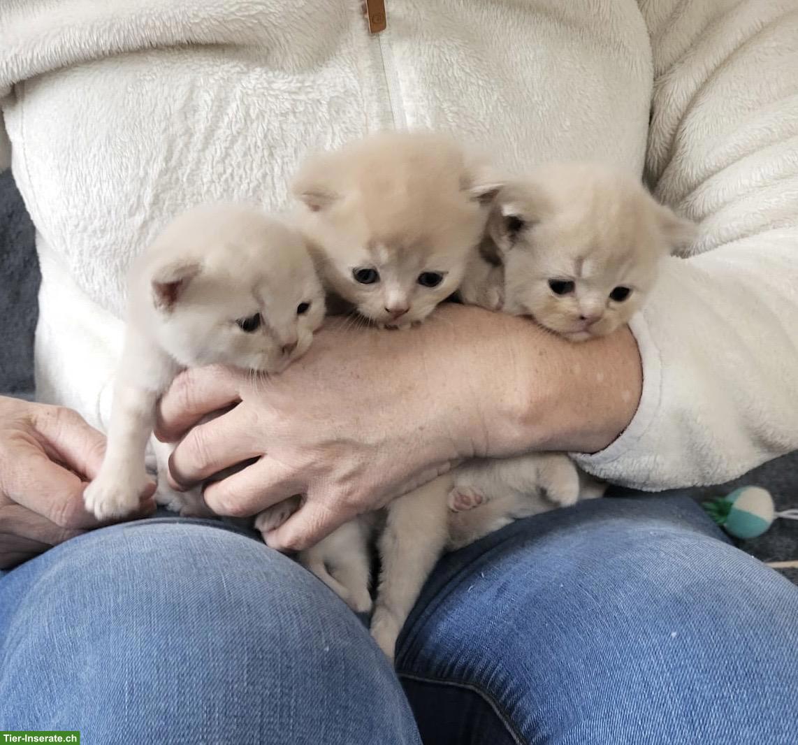 BKH Kitten, männlich und weiblich in creme