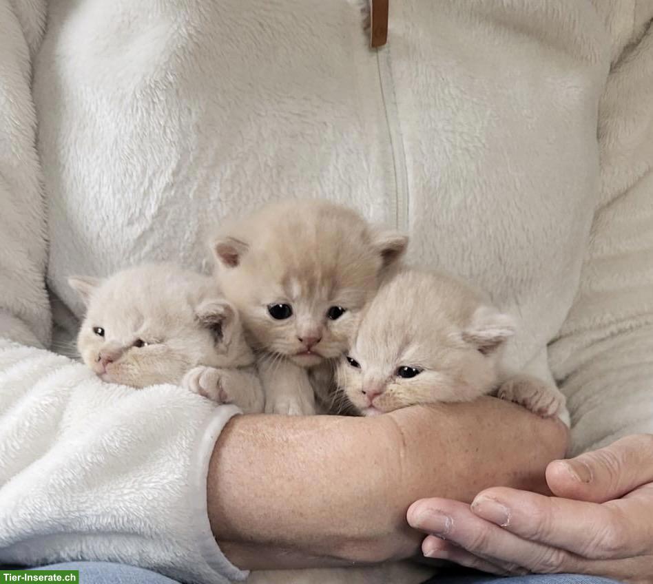Bild 2: BKH Kitten, männlich und weiblich in creme