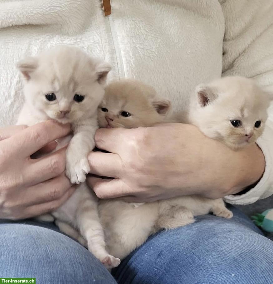 Bild 3: BKH Kitten, männlich und weiblich in creme