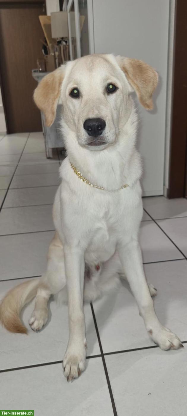 Mischlingsrüde Dobby sucht ein neues Zuhause