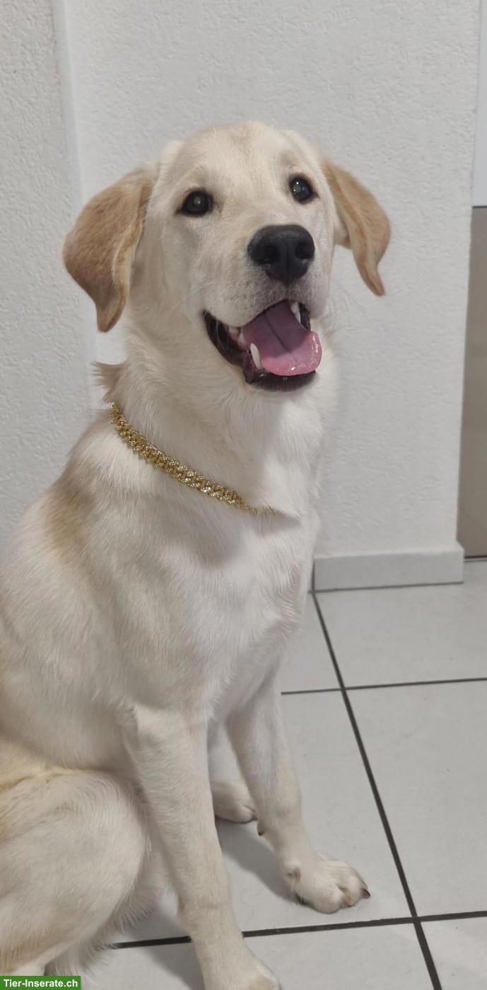 Bild 2: Mischlingsrüde Dobby sucht ein neues Zuhause