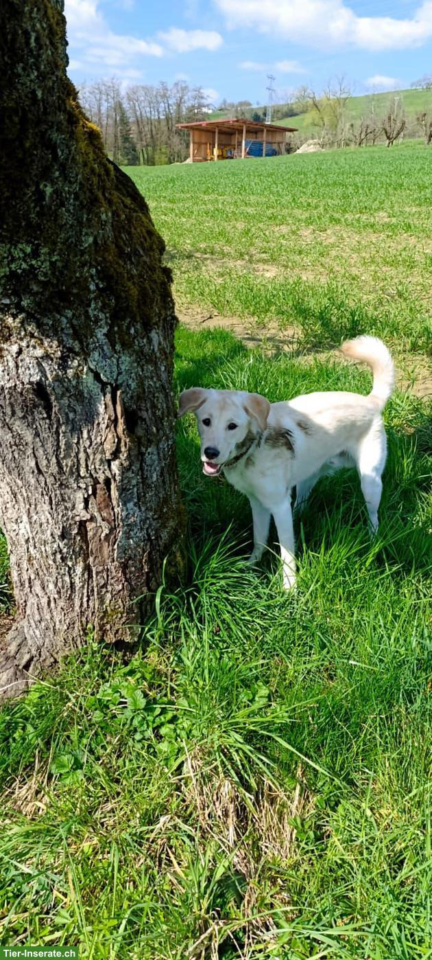 Bild 3: Mischlingsrüde Dobby sucht ein neues Zuhause