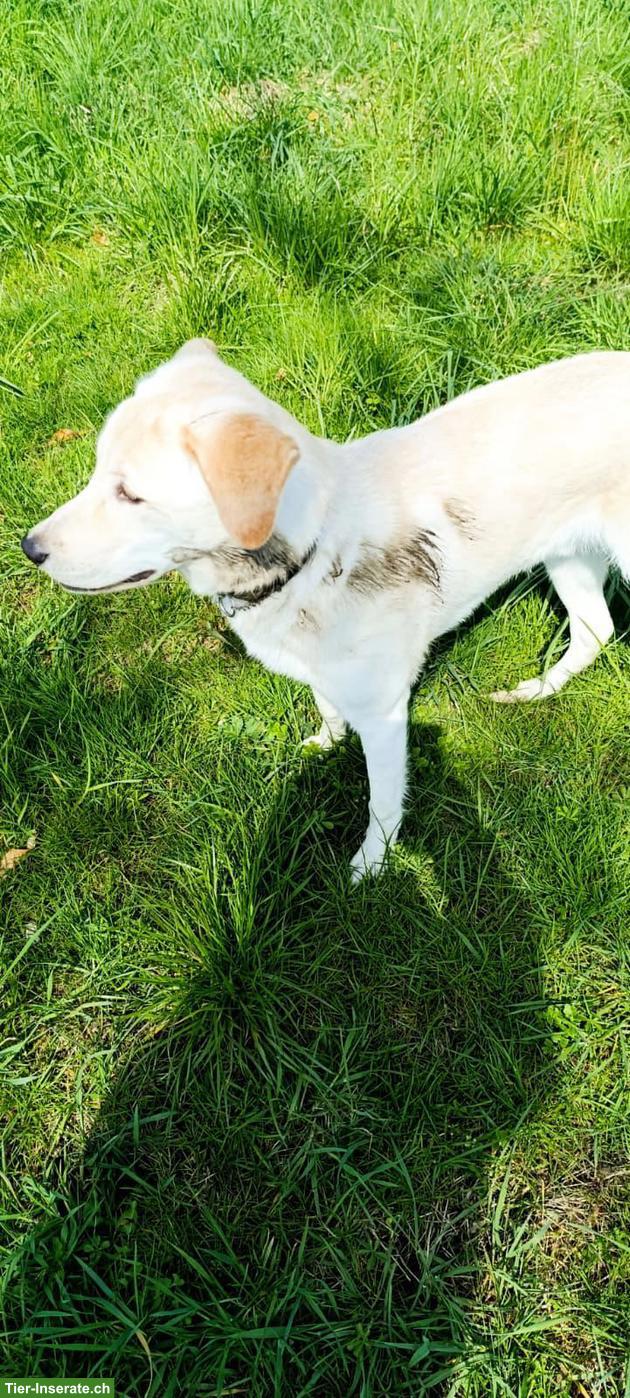 Bild 4: Mischlingsrüde Dobby sucht ein neues Zuhause